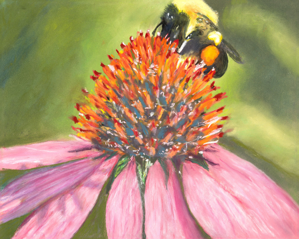 Beeing Coneflower